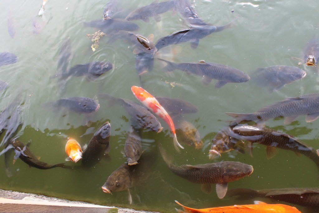 🌳 요코칸 정원(요코칸 테이엔) 이미지 6